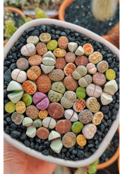 Karışık Lithops Taş Çiçek Tohumu / 10 Adet Tohum