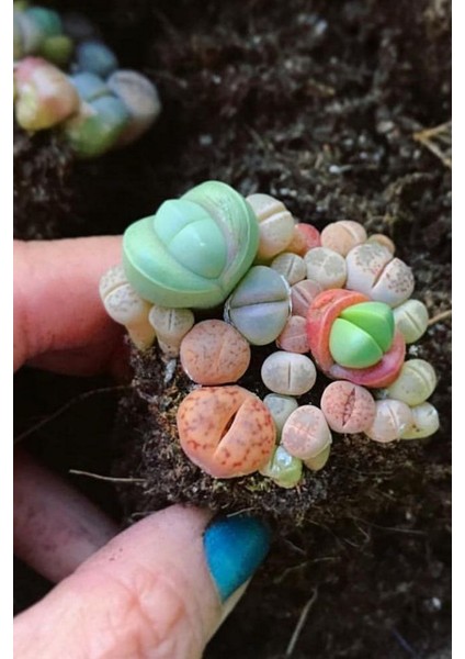 Karışık Lithops Taş Çiçek Tohumu / 10 Adet Tohum modelleri