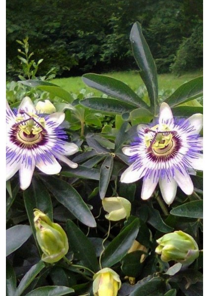 Çarkıfelek Çiçeği, Passiflora Tohumu / 5 Adet Tohum