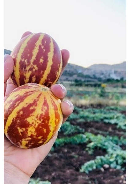 Kırlangıç, Kokulu Süs Kavunu Tohumu / 5 Adet Şamama Tohumu