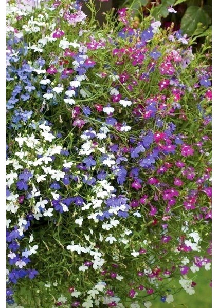 Karışık Renk Lobelia Çiçeği Tohumu / 20 Adet Tohum