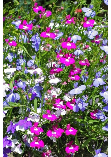 Karışık Renk Lobelia Çiçeği Tohumu / 20 Adet Tohum