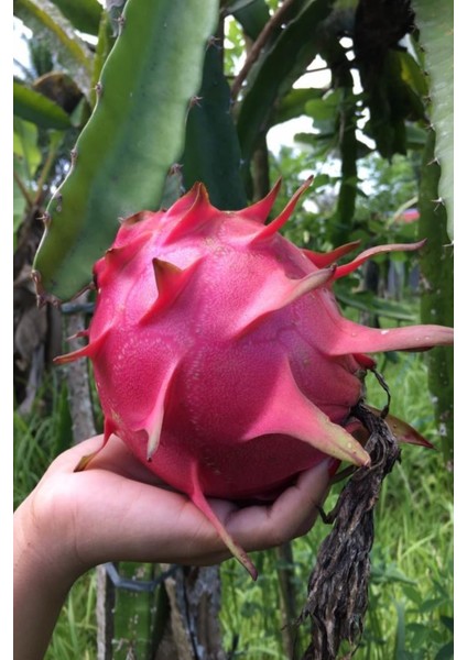 Beyaz Ejder Meyvesi Tohumu / 5 Adet Pitaya Tohumu modelleri