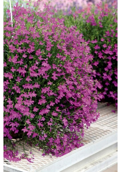 Pembe Lobelia Çiçeği Tohumu / 20 Adet Tohum