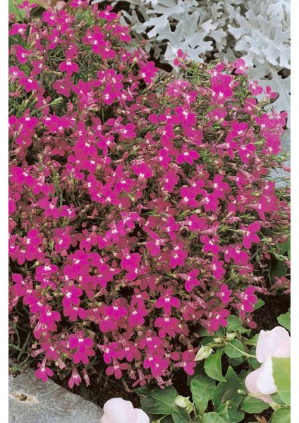Pembe Lobelia Çiçeği Tohumu / 20 Adet Tohum