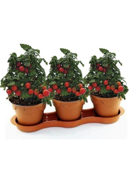 Cherry Saksılık Domates Tohumu 10 Adet Tohum