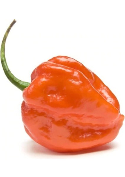 Çok Acı Habanero Biberi Tohumu 5 Adet Tohum Biber Tohumu