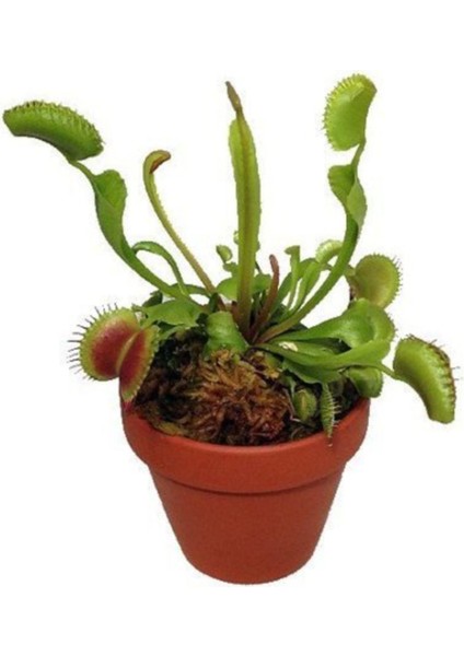 Venus Fly Trap Tohumu 5 Adet Tohum Etçil Bitki Etobur Bitki Sinek Kapan