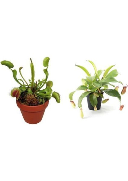 Venus Fly Trap Nepenthes Etçil Etobur Bitki Sinek Kapan Nepentes 10 Tohum