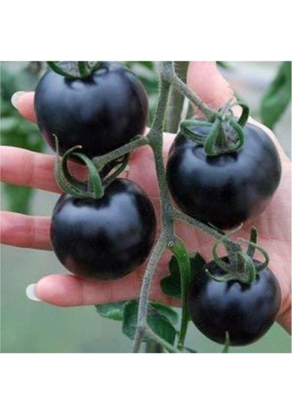 Siyah Domates Tohumu 5 Adet Tohum Black Tomato