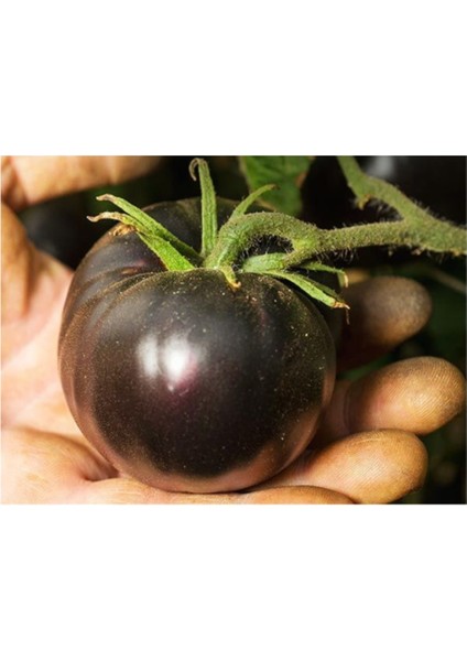 Siyah Domates Tohumu 5 Adet Tohum Black Tomato