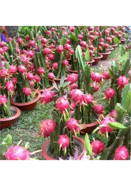 Bodur Saksılık Pitaya Meyvesi Tohumu 10 Adet Tohum Pithaya Fruit fiyatları