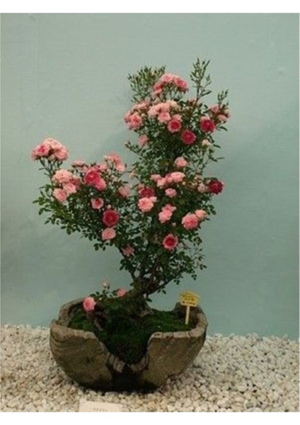 Bodur Pembe Gül Bonzai Ağacı Tohumu 5 Adet Tohum Bonsai Ağacı Tohumu