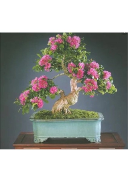 Bodur Pembe Gül Bonzai Ağacı Tohumu 5 Adet Tohum Bonsai Ağacı Tohumu