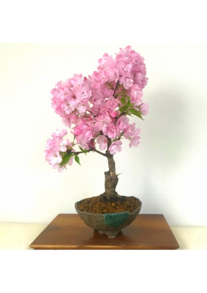 Bodur Cherry Blossom Bonzai Ağacı Tohumu 5 Adet Bonsai Ağacı Tohumu modelleri