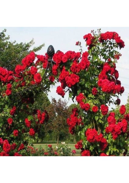 Saksılık Nadir Yediveren Kırmızı Sarmaşık Gül Tohumu 5 Tohum fiyatları