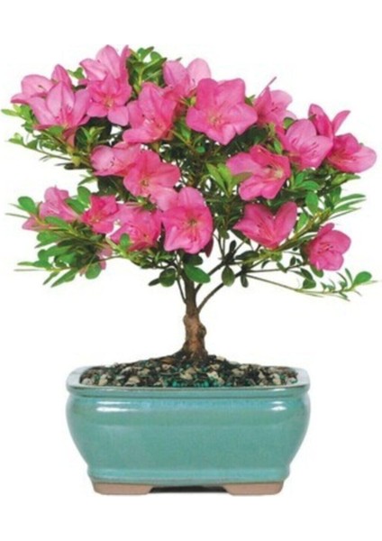 Orkide Bonzai Ağacı Tohumu 5 Adet Bonsai Ağacı Tohumu