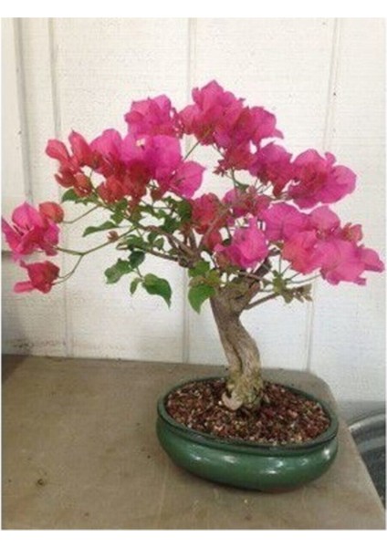 Orkide Bonzai Ağacı Tohumu 5 Adet Bonsai Ağacı Tohumu