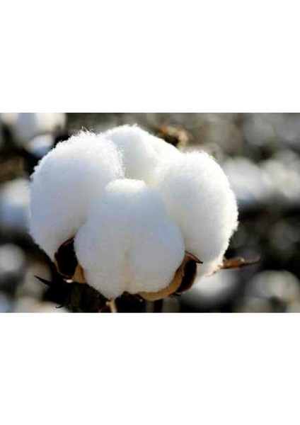 Pamuk Yastık İç Dolgu 1500GR %100 Doğal Pamuk Dolgulu 50 x 70 cm fiyatları