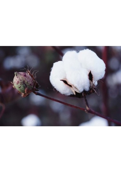 Pamuk Yastık İç Dolgu 1500GR %100 Doğal Pamuk Dolgulu 50 x 70 cm modelleri