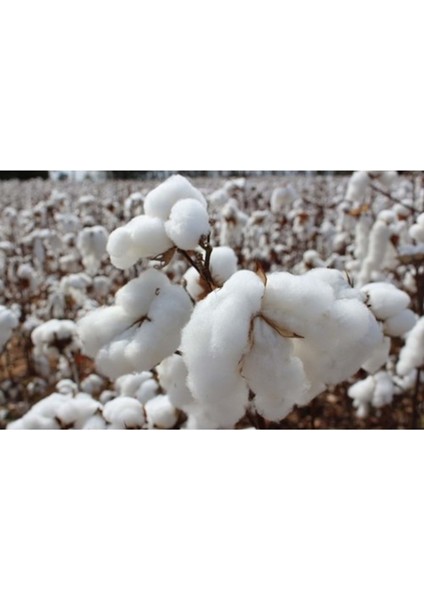 Pamuk Yastık İç Dolgu 1500GR %100 Doğal Pamuk Dolgulu 50 x 70 cm indirimleri