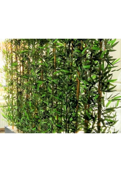 Yapay Bambu Ağacı 2 Metre Boyundadır . 2 Adet Ahşap Antrasit Gri Saksıda Bamboo