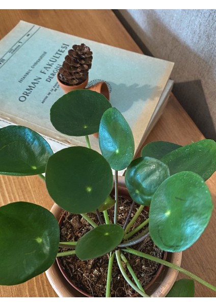 Pilea Peperomioides / Para Çiçeği