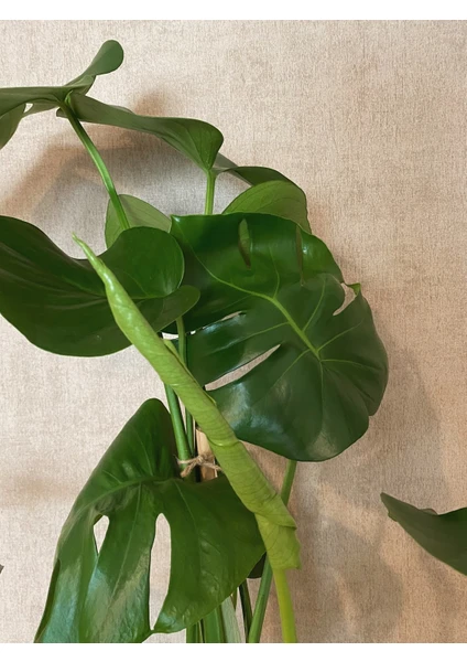 Bubulka Botanik Monstera Deliciosa / Devetabanı