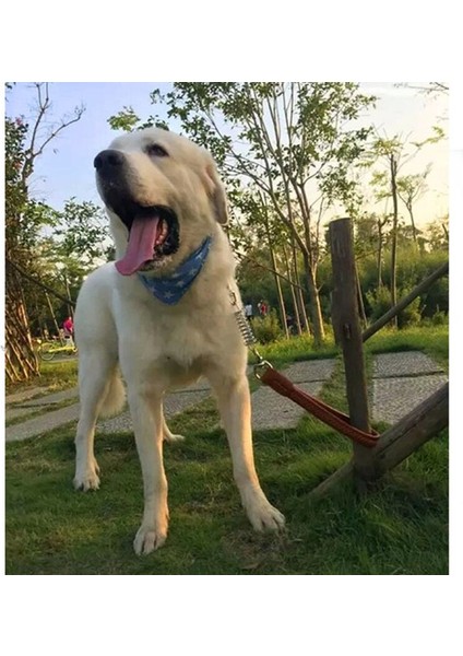 Köpek Kısa Zincir Tasma Patlama Korumalı Büyük Köpek Kurşun Pu Deri Kolu Büyük Köpek Tasmalar Bahar Tampon Metal Pet Traction | Tasmalar (Kahverengi) (Yurt Dışından) fırsatları