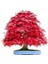 Ithal Acer Rubrum Bonzai Ağacı Tohumu Ekim Seti 2