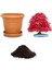 Red Maple Bonzai Ağacı Tohumu Ekim Seti 1