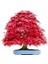 Red Maple Bonzai Ağacı Tohumu Ekim Seti 2