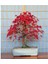 Red Maple Bonzai Ağacı Tohumu Ekim Seti 3