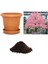 Ithal Katsura Bonsai Ağacı Tohumu Ekim Seti 1