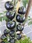 Siyah Domates Tohumu 5 Adet Tohum Black Tomato 3