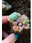 Karışık Lithops Taş Çiçek Tohumu / 10 Adet Tohum 3