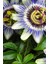 Çarkıfelek Çiçeği, Passiflora Tohumu / 5 Adet Tohum 1