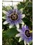 Çarkıfelek Çiçeği, Passiflora Tohumu / 5 Adet Tohum 2