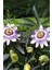 Çarkıfelek Çiçeği, Passiflora Tohumu / 5 Adet Tohum 3