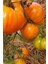 Hybrite Turuncu Domates Tohumu / 5+ Adet Tohum 1