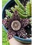 Leş Kaktüsü Orbea Variegata Tohumu / 5 Adet Tohum 1