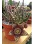 Leş Kaktüsü Orbea Variegata Tohumu / 5 Adet Tohum 3