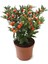 Cherry Saksılık Domates Tohumu 10 Adet Tohum 1