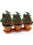 Cherry Saksılık Domates Tohumu 10 Adet Tohum 2