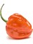 Çok Acı Habanero Biberi Tohumu 5 Adet Tohum Biber Tohumu 1