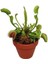 Venus Fly Trap Tohumu 5 Adet Tohum Etçil Bitki Etobur Bitki Sinek Kapan 1