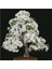 Beyaz Zakkum Bonzai Ağacı Tohumu 5 Adet Bonsai Ağacı Tohumu 1
