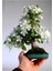 Beyaz Zakkum Bonzai Ağacı Tohumu 5 Adet Bonsai Ağacı Tohumu 2