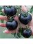 Siyah Domates Tohumu 5 Adet Tohum Black Tomato 1