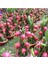 Bodur Saksılık Pitaya Meyvesi Tohumu 10 Adet Tohum Pithaya Fruit 2